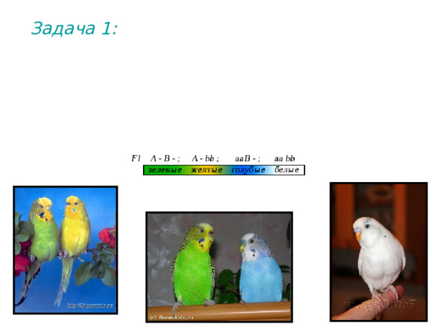 Задача 1: У попугаев цвет перьев определяется двумя парами генов. Сочетание двух доминантных генов определяет зеленый цвет. Рецессивные по обеим парам генов особи имеют белый цвет. Сочетание доминантного гена А и рецессивного гена b определяет желтый цвет, а сочетание рецессивного гена а с доминантным геном В – голубой цвет. 
