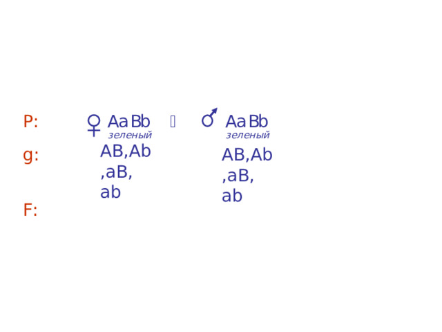 A - B - – зеленый цвет, a а bb  – белый цвет А- bb  – желтый цвет, ааВ-   – голубой цвет  а b A В  Р:  а b А В зеленый зеленый АВ,А b ,аВ, а b g : АВ,А b ,аВ, а b F : 