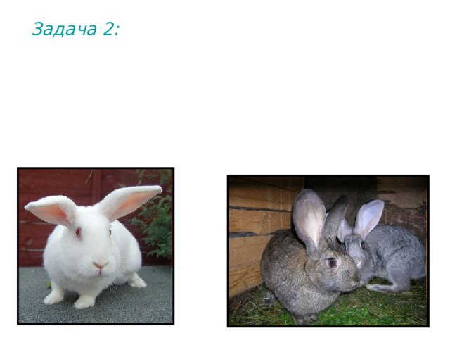 Задача 2: У кроликов цвет шерсти определяется двумя парами генов. Ген А (а) определяет основную окраску шерсти. А – черную окраску, а – белую. Ген В вызывает неравномерное распределение пигмента по шерсти (получаются серые кролики). 