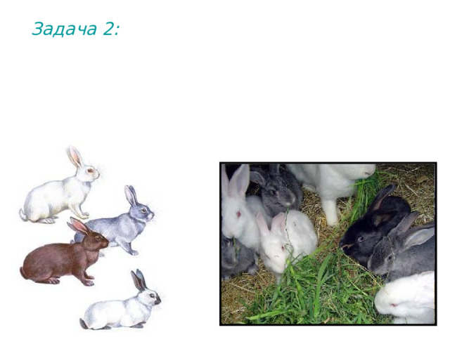 Задача 2: При скрещивании между собой серого и белого кролика половина потомства оказалась белой, ¼ – черной, ¼ – серой. Определить генотипы родителей и потомства. 