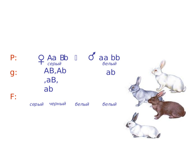 А – черный цвет, a– белый цвет B  – неравномерное распределение пигмента b – равномерное распределение пигмента  а b а b  а b А В Р:  серый белый АВ,А b ,аВ, а b g :  а b Аа В b , Аа bb , аа В b , аа bb F : черный серый белый белый 