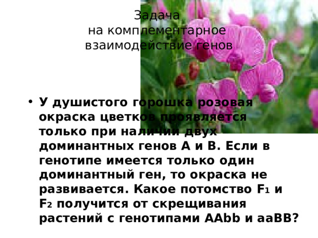 Задача  на комплементарное  взаимодействие генов У душистого горошка розовая окраска цветков проявляется только при наличии двух доминантных генов А и В. Если в генотипе имеется только один доминантный ген, то окраска не развивается. Какое потомство F 1 и F 2 получится от скрещивания растений с генотипами AAbb и aaBB ? 
