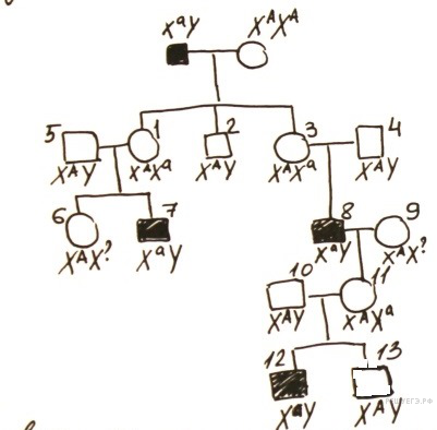 На рисунке представлено генеалогическое. Рисунок доминантной иерархии. Встречные схемы генетика. Генетика схема 5 класс в рисунках. Нарисовать родословную по генетике с коровой Ветеринария.