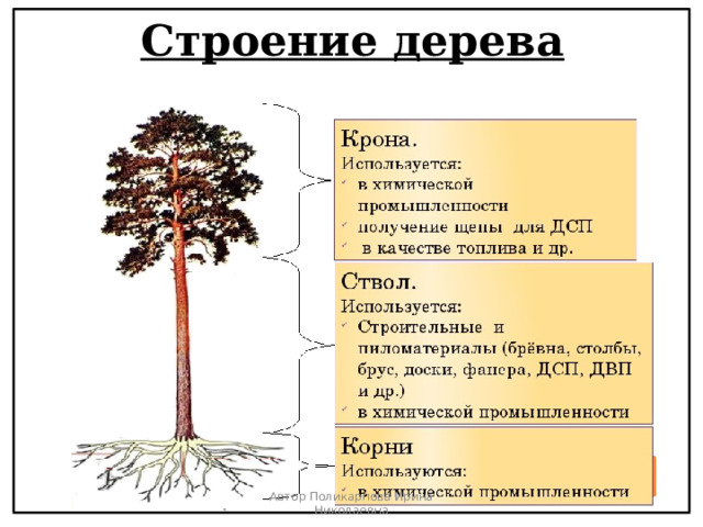 Строение дерева Автор Поликарпова Ирина Николаевна 