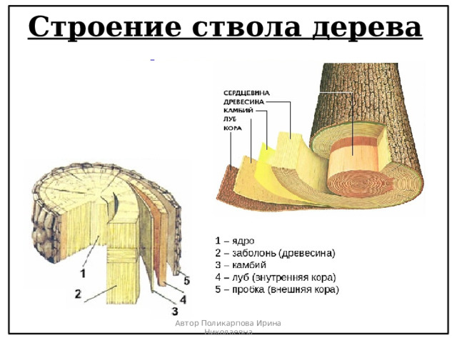 Строение ствола дерева Автор Поликарпова Ирина Николаевна 