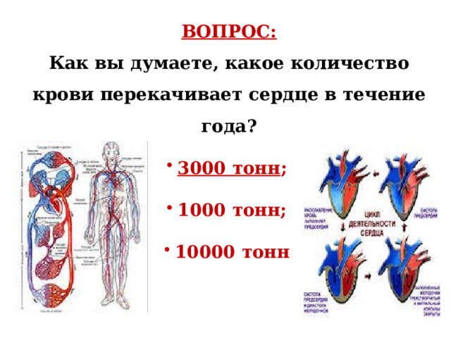 ВОПРОС: Как вы думаете, какое количество крови перекачивает сердце в течение года? 3000 тонн ; 1000 тонн; 10000 тонн 