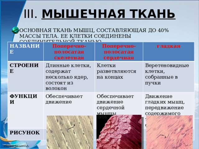 Гладкая мышечная ткань образует стенки внутренних органов