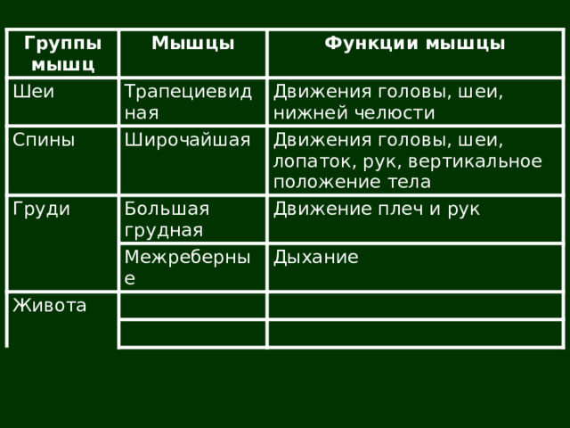 Группы мышц Мышцы Шеи Функции мышцы Трапециевидная Спины Движения головы, шеи, нижней челюсти Широчайшая Груди Движения головы, шеи, лопаток, рук, вертикальное положение тела Большая грудная Движение плеч и рук Межреберные Живота Дыхание 