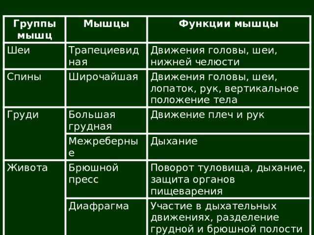 Группы мышц Шеи Мышцы Функции мышцы Трапециевидная Спины Движения головы, шеи, нижней челюсти Груди Широчайшая Большая грудная Движения головы, шеи, лопаток, рук, вертикальное положение тела Движение плеч и рук Межреберные Живота Дыхание Брюшной пресс Поворот туловища, дыхание, защита органов пищеварения Диафрагма Плечевого пояса и руки Участие в дыхательных движениях, разделение грудной и брюшной полости 