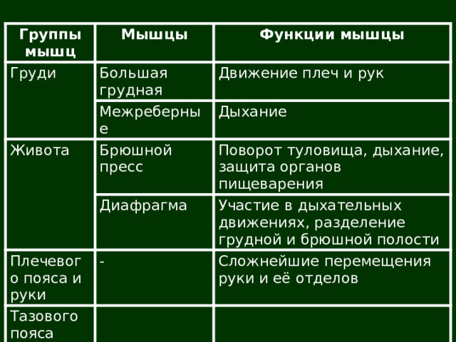 Группы мышц Мышцы Груди Функции мышцы Большая грудная Движение плеч и рук Живота Межреберные Дыхание Брюшной пресс Поворот туловища, дыхание, защита органов пищеварения Диафрагма Плечевого пояса и руки Участие в дыхательных движениях, разделение грудной и брюшной полости - Тазового пояса Сложнейшие перемещения руки и её отделов 