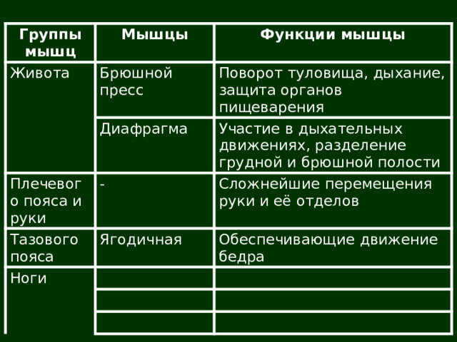 Группы мышц Мышцы Живота Функции мышцы Брюшной пресс Поворот туловища, дыхание, защита органов пищеварения Диафрагма Плечевого пояса и руки Участие в дыхательных движениях, разделение грудной и брюшной полости - Тазового пояса Сложнейшие перемещения руки и её отделов Ягодичная Ноги Обеспечивающие движение бедра 