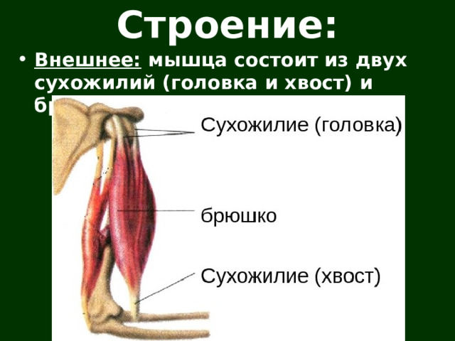 Строение: Внешнее: мышца состоит из двух сухожилий (головка и хвост) и брюшка. 