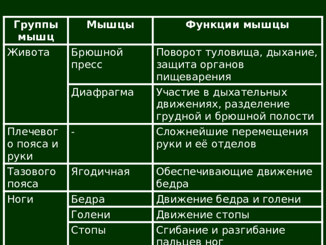 Группы мышц Живота Мышцы Функции мышцы Брюшной пресс Поворот туловища, дыхание, защита органов пищеварения Диафрагма Плечевого пояса и руки Участие в дыхательных движениях, разделение грудной и брюшной полости - Тазового пояса Ноги Сложнейшие перемещения руки и её отделов Ягодичная Обеспечивающие движение бедра Бедра Движение бедра и голени Голени Движение стопы Стопы Сгибание и разгибание пальцев ног 