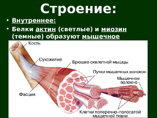 Строение: Внутреннее: Белки актин (светлые) и миозин (темные) образуют мышечное  волокно .   