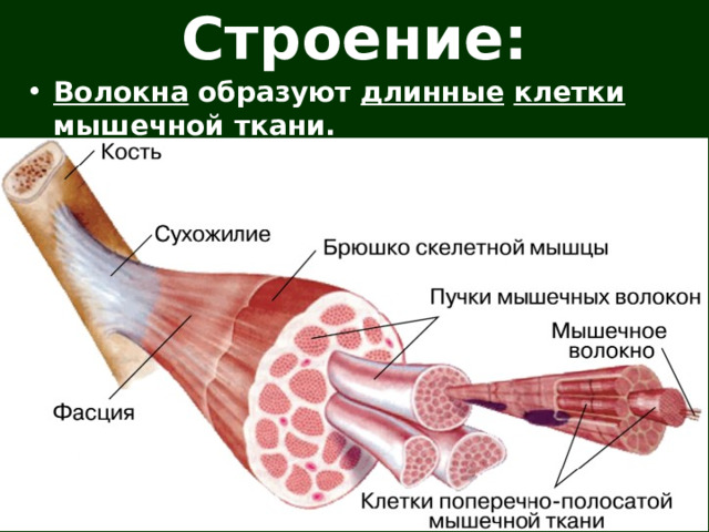 Строение: Волокна образуют длинные  клетки мышечной ткани.   