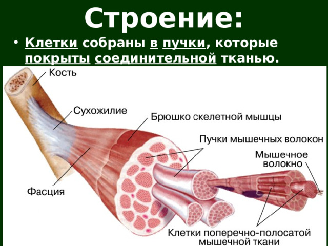 Строение: Клетки собраны в  пучки , которые покрыты  соединительной тканью.   