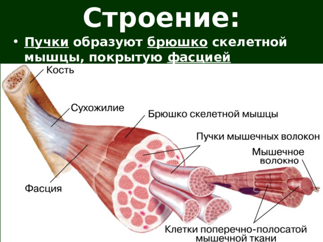 Строение: Пучки образуют брюшко скелетной мышцы, покрытую фасцией (соединительная ткань).   