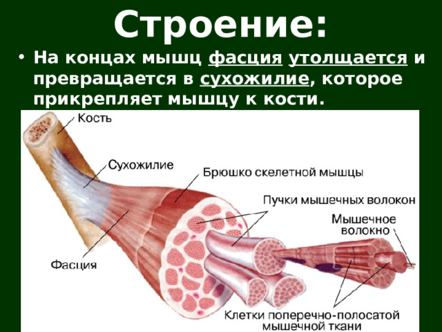 Строение: На концах мышц фасция  утолщается и превращается в сухожилие , которое прикрепляет мышцу к кости.   