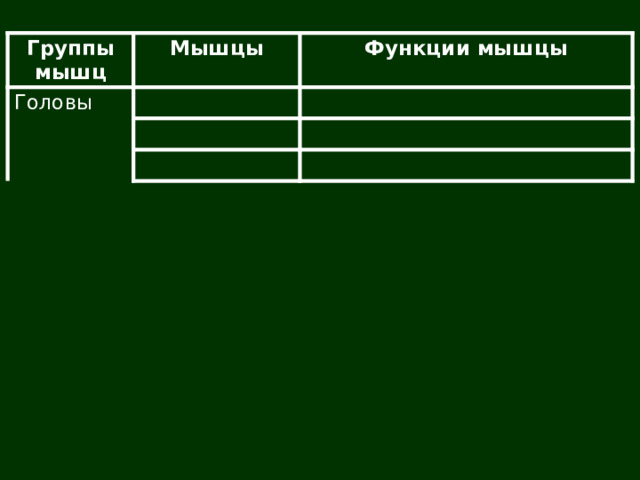 Группы мышц Мышцы Головы Функции мышцы 