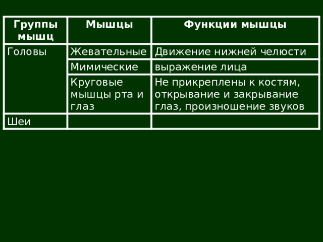 Группы мышц Мышцы Головы Функции мышцы Жевательные Движение нижней челюсти Мимические выражение лица Круговые мышцы рта и глаз Шеи Не прикреплены к костям, открывание и закрывание глаз, произношение звуков 