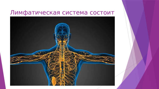 Лимфатическая система состоит из: 