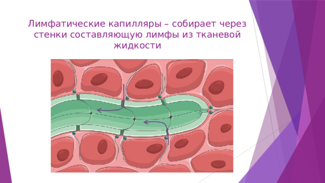 Лимфатические капилляры – собирает через стенки составляющую лимфы из тканевой жидкости 