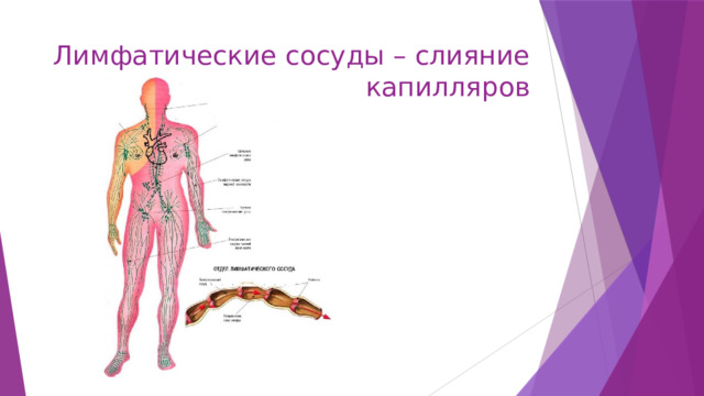 Лимфатические сосуды – слияние капилляров 