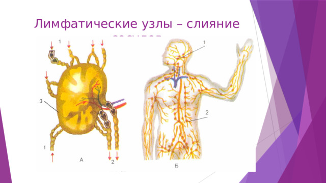 Лимфатические узлы – слияние сосудов 