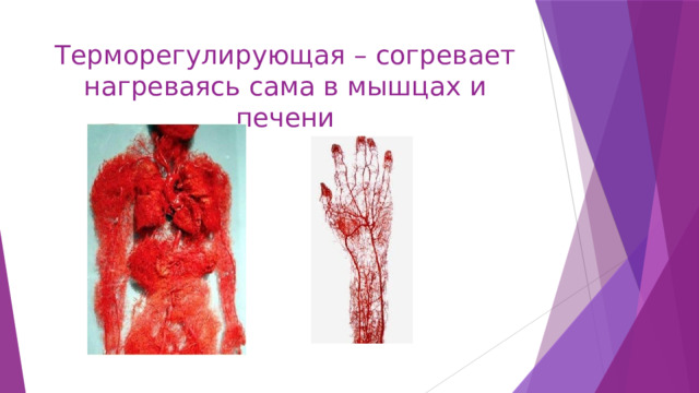 Терморегулирующая – согревает нагреваясь сама в мышцах и печени 