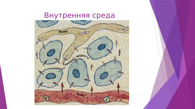 Внутренняя среда 