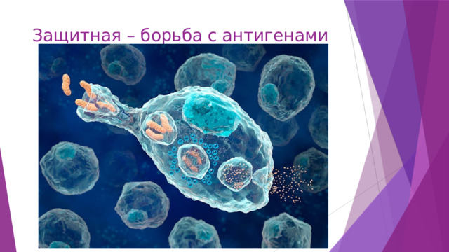 Защитная – борьба с антигенами 