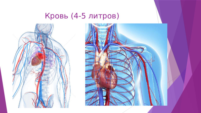 Кровь (4-5 литров) 