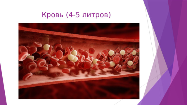 Кровь (4-5 литров) 