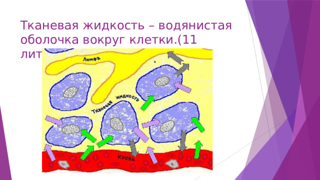 Тканевая жидкость – водянистая оболочка вокруг клетки.(11 литров) 