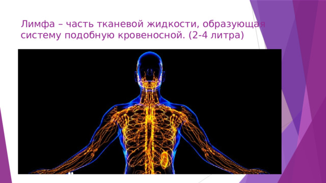 Лимфа – часть тканевой жидкости, образующая систему подобную кровеносной. (2-4 литра) 