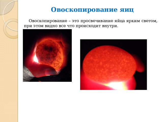 Миражный стол для овоскопирования яйца своими руками