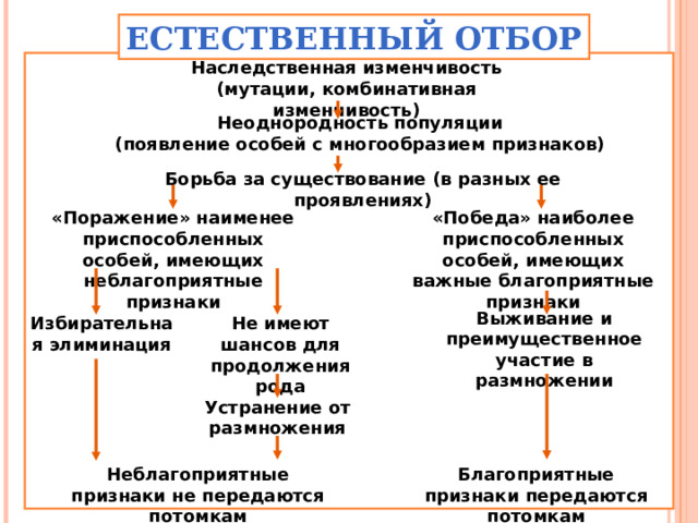 ЕСТЕСТВЕННЫЙ ОТБОР Наследственная изменчивость (мутации, комбинативная изменчивость) Неоднородность популяции (появление особей с многообразием признаков) Борьба за существование (в разных ее проявлениях) «Победа» наиболее приспособленных особей, имеющих важные благоприятные признаки «Поражение» наименее приспособленных особей, имеющих неблагоприятные признаки Выживание и преимущественное участие в размножении Не имеют шансов для продолжения рода Избирательная элиминация Устранение от размножения Благоприятные признаки передаются потомкам Неблагоприятные признаки не передаются потомкам 