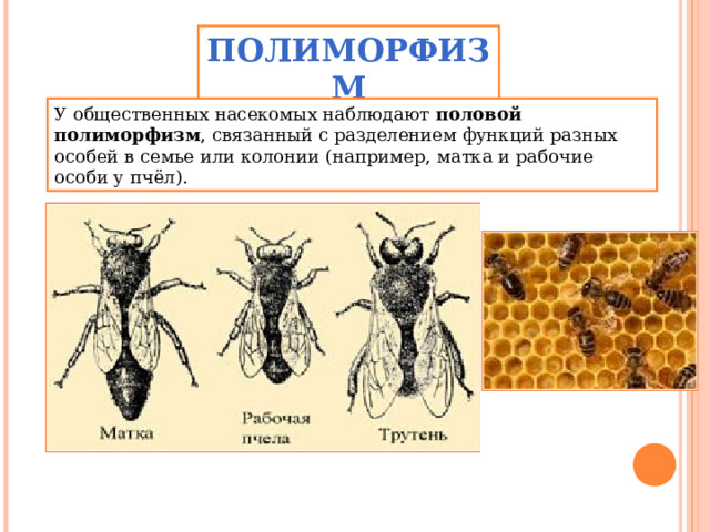 ПОЛИМОРФИЗМ У общественных насекомых наблюдают половой полиморфизм , связанный с разделением функций разных особей в семье или колонии (например, матка и рабочие особи у пчёл). 