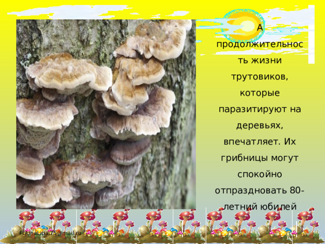 А продолжительность жизни трутовиков, которые паразитируют на деревьях, впечатляет. Их грибницы могут спокойно отпраздновать 80-летний юбилей FokinaLida.75@mail.ru 