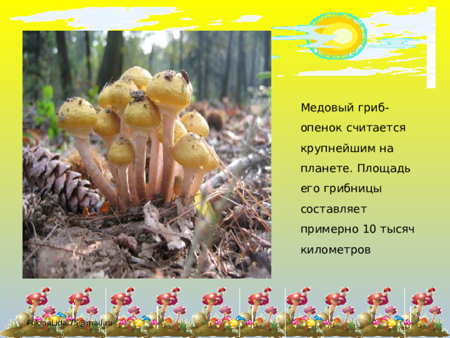Медовый гриб-опенок считается крупнейшим на планете. Площадь его грибницы составляет примерно 10 тысяч километров FokinaLida.75@mail.ru 