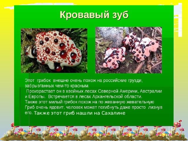 Также этот гриб нашли на Сахалине . FokinaLida.75@mail.ru 