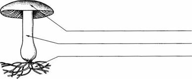 Рассмотрите рисунок подпишите названия частей гриба обозначенные цифрами