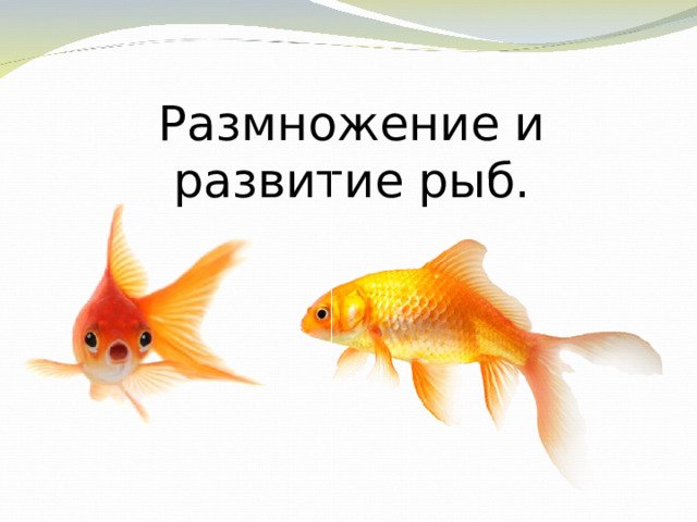 Размножение и развитие рыб. 