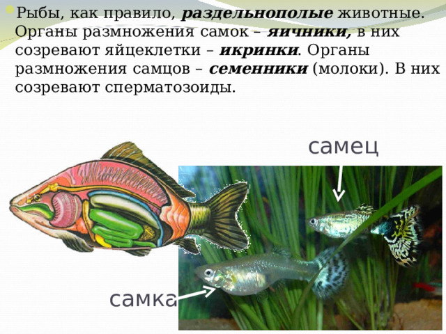 Каким номером на рисунке обозначена стадия жизненного цикла чье строение наиболее сходно с рыбами