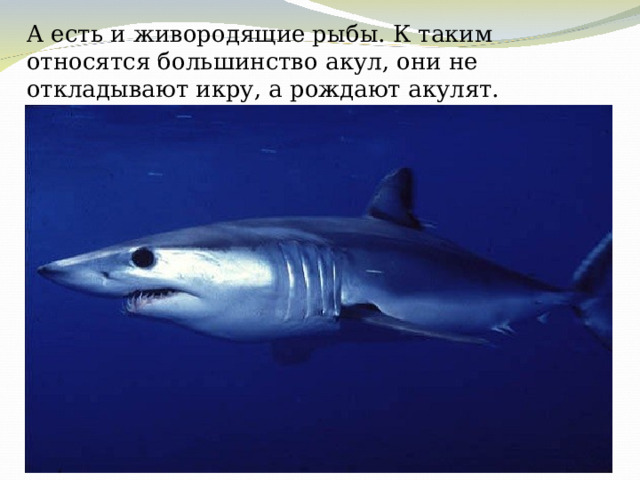 А есть и живородящие рыбы. К таким относятся большинство акул, они не откладывают икру, а рождают акулят. 