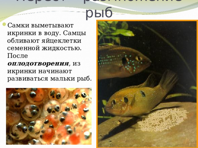 Нерест – размножение рыб Самки выметывают икринки в воду. Самцы обливают яйцеклетки семенной жидкостью. После оплодотворения , из икринки начинают развиваться мальки рыб.  