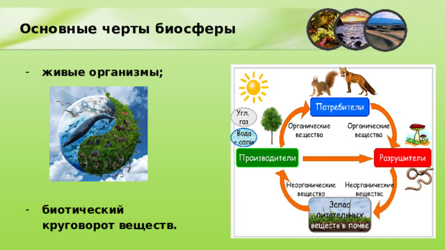       Основные черты биосферы живые организмы;         биотический круговорот веществ.  