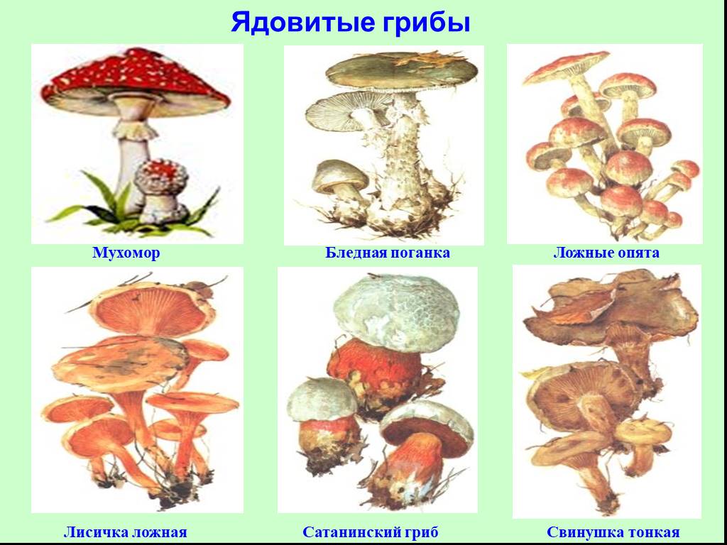 Какие есть опасные грибы