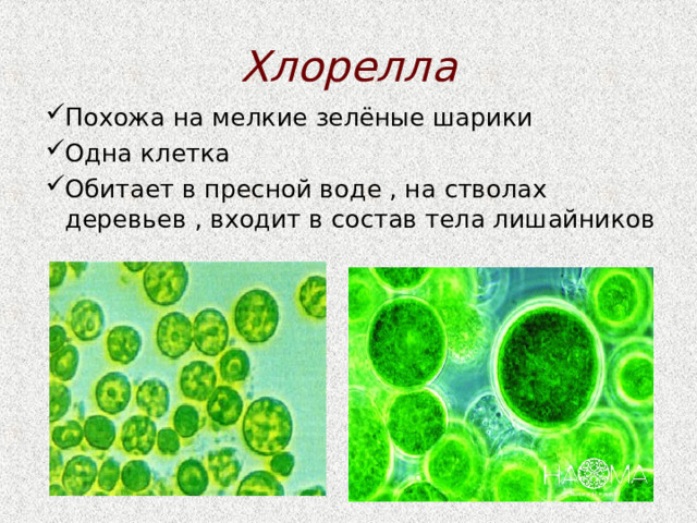 Хлорелла относится к водорослям. Клетка хлореллы. Одноклеточные водоросли в воде. Одноклеточные зеленые водоросли. Одноклеточные зеленые водоросли в воде.