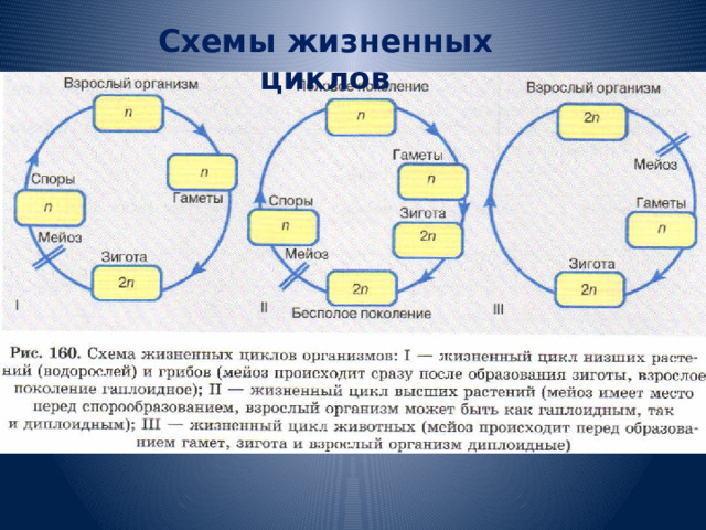 Схемы жизненных циклов 